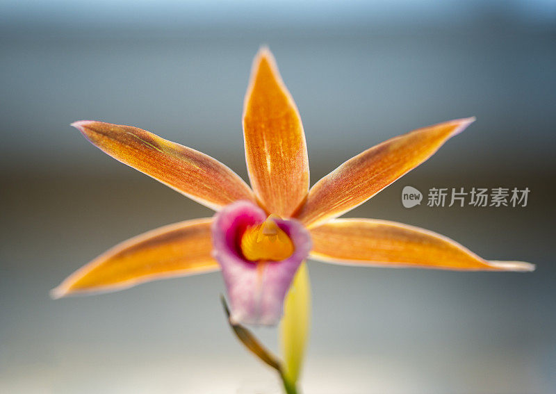 Phaius Wallichii。兰花的花